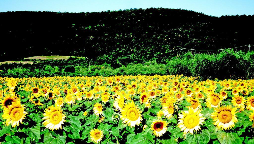 Azienda Agrituristica I Tre Casali 마지오네 외부 사진